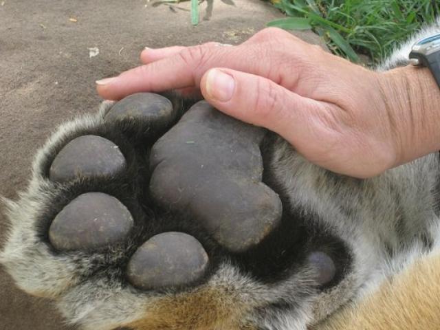 tiger-paws-116309-6939998