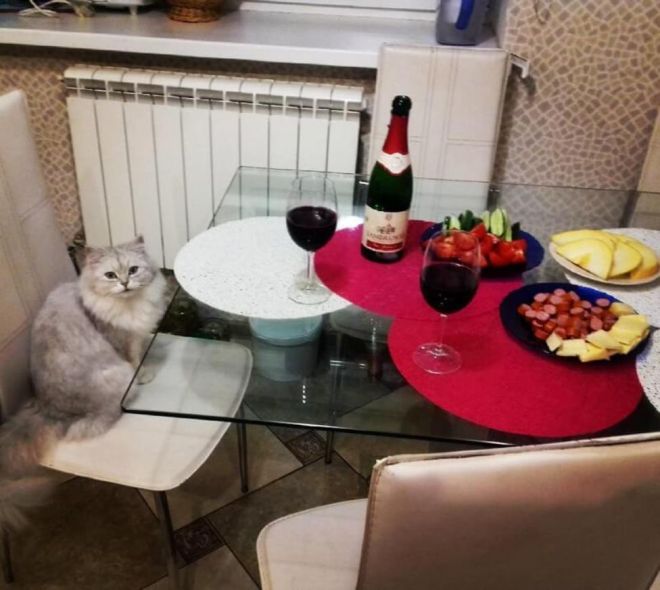 13koshka_ne_ponimaet кошка не понимает