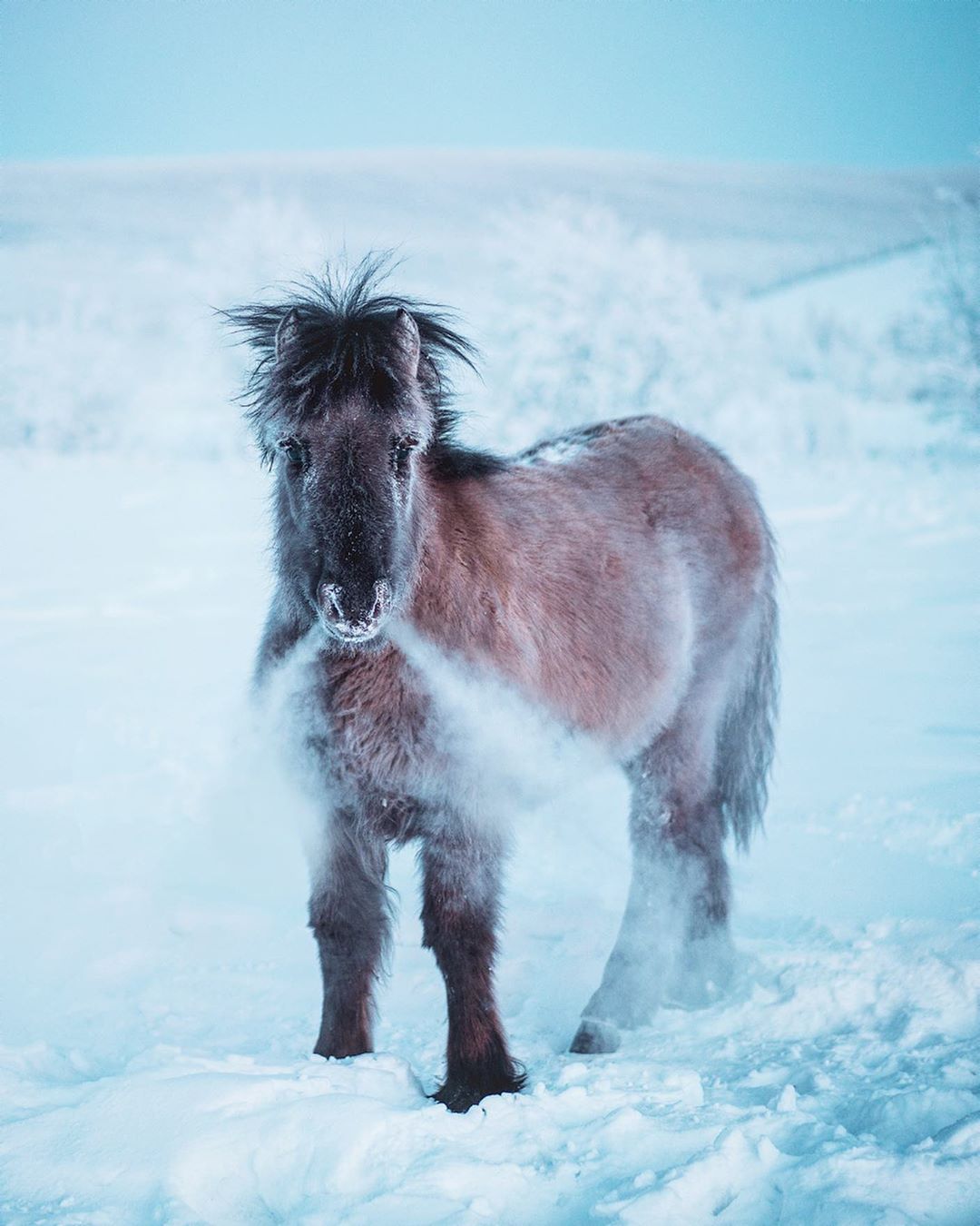 Якутские зимние. Якутская лошадь пегая. Мышастая Якутской лошади. Лошади зимой. Якут на лошади.