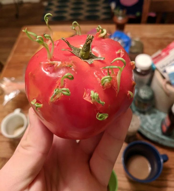 Пророщенные семена помидор. Проросший помидор. Семена томатов. Помидор внутри. Пророщенные помидоры внутри.