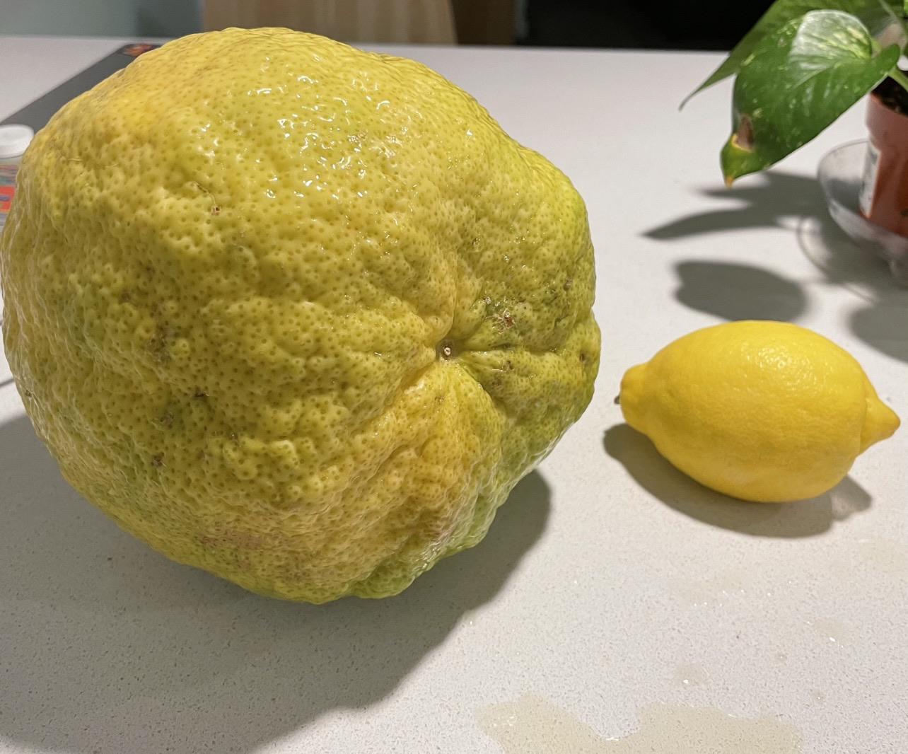 Размер лимона