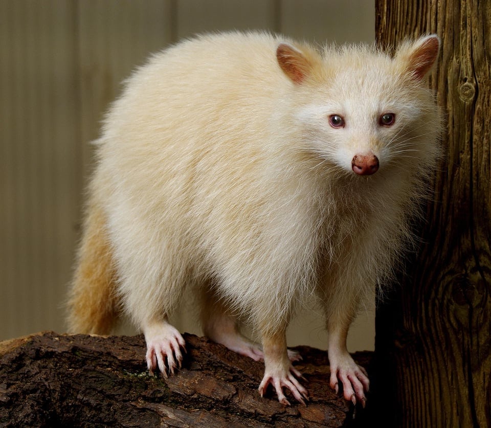 Сказочно красивы : 17 впечатляющих фотографий белоснежных альбиносов среди животных