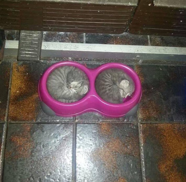cats-speeping-1