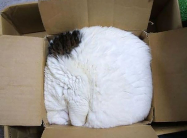 cats-speeping-10
