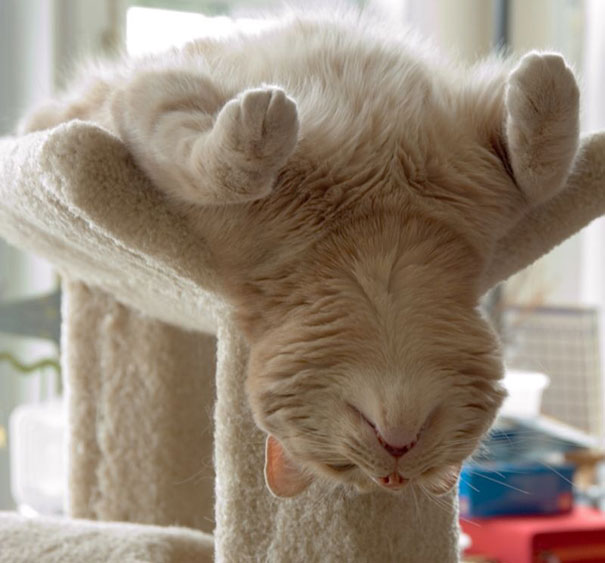 cats-speeping-11