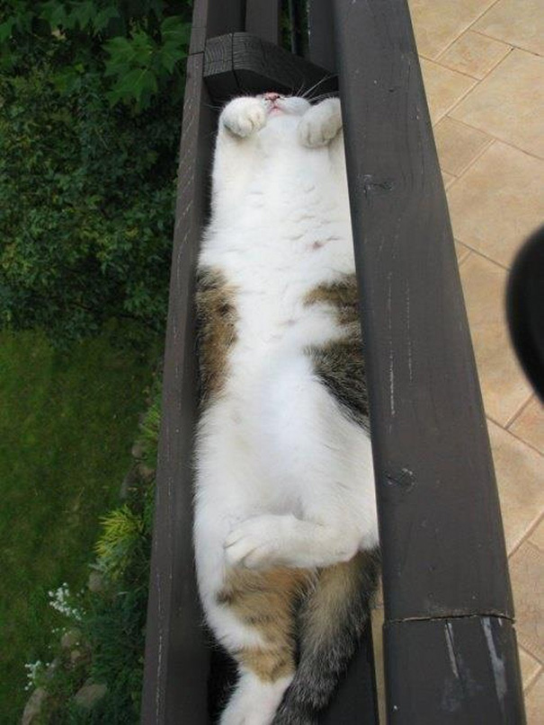 cats-speeping-14