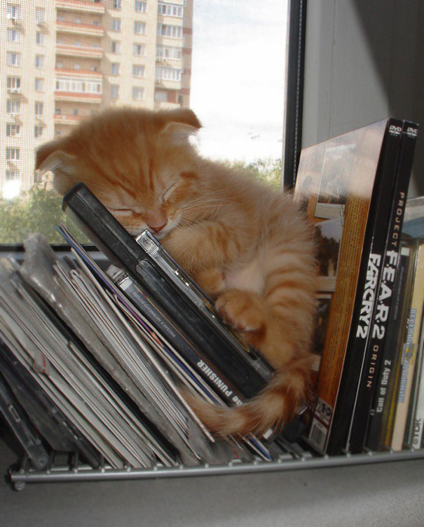 cats-speeping-15