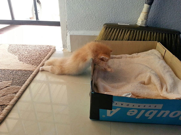 cats-speeping-2
