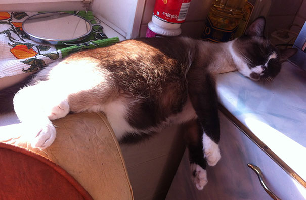 cats-speeping-21