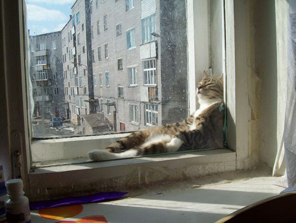 cats-speeping-22