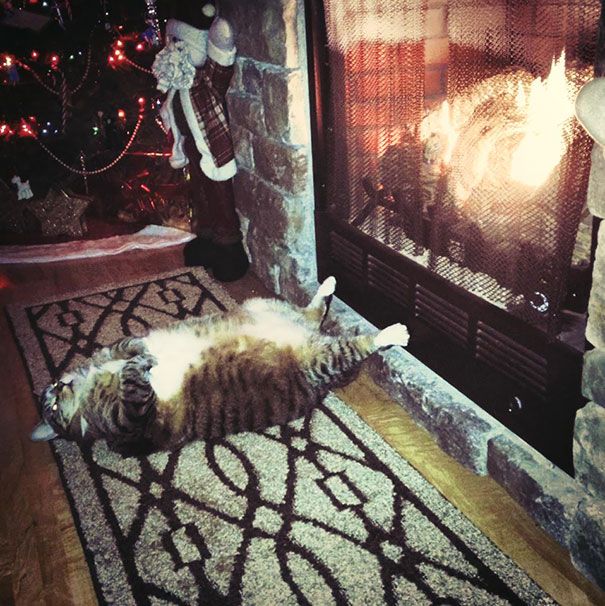 cats-speeping-25