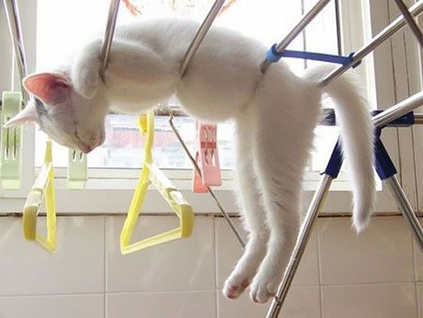 cats-speeping-27