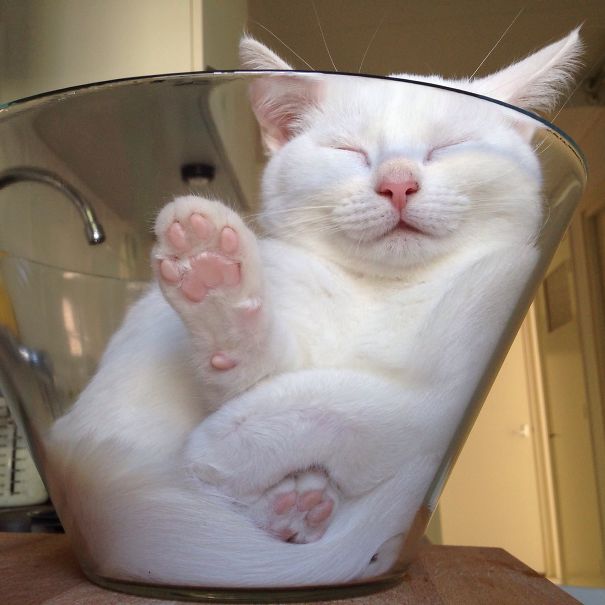 cats-speeping-30