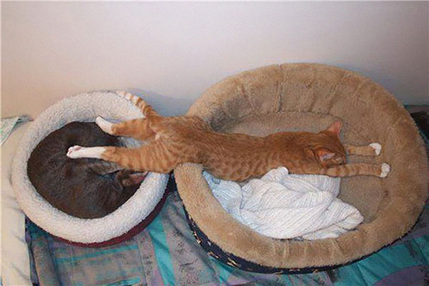 cats-speeping-31