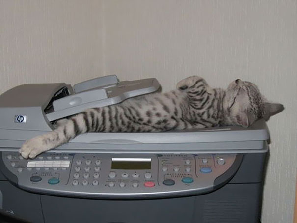 cats-speeping-33