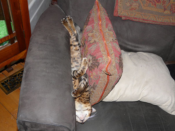 cats-speeping-42