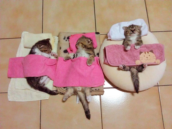 cats-speeping-43