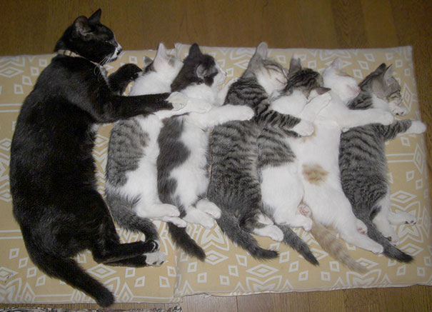 cats-speeping-44
