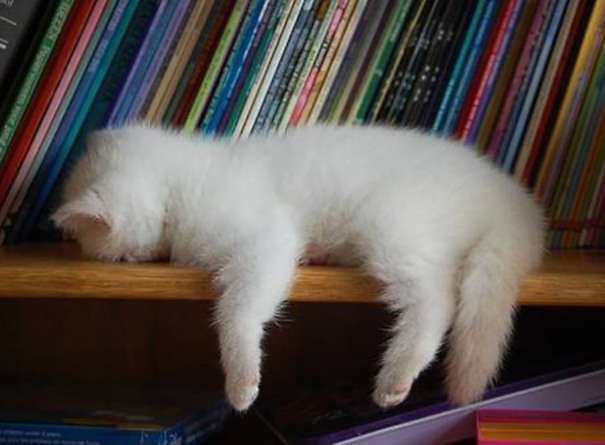 cats-speeping-46