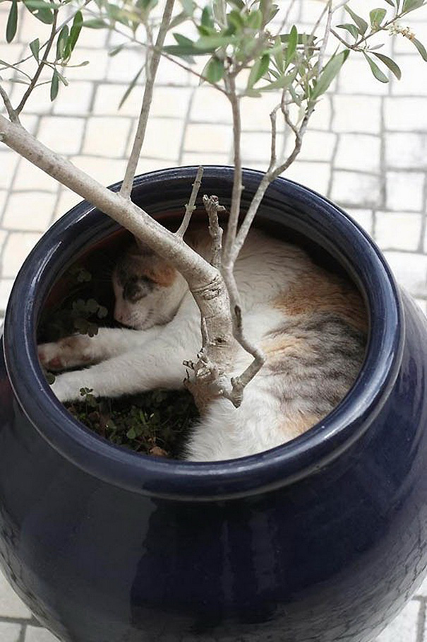 cats-speeping-47