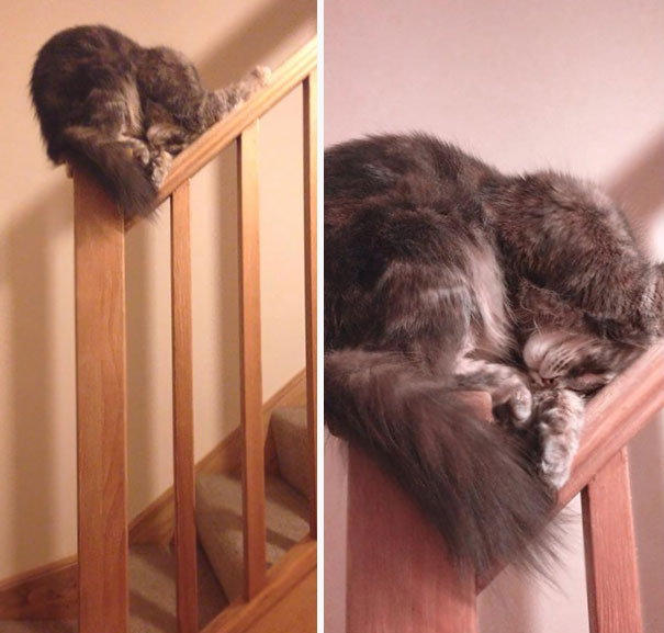 cats-speeping-5