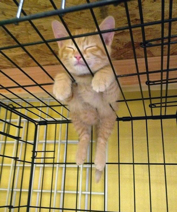 cats-speeping-51
