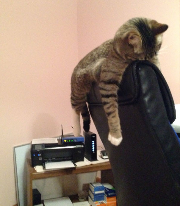 cats-speeping-58
