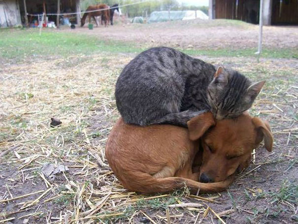 cats-speeping-6