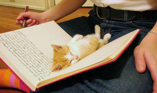 cats-speeping-62