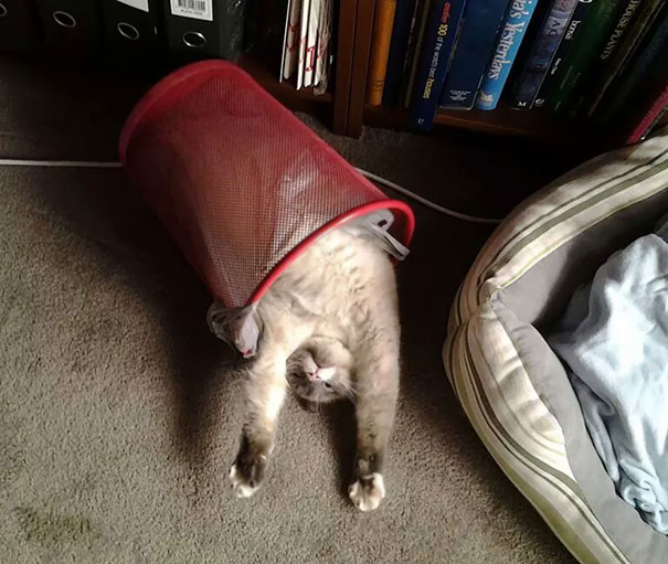 cats-speeping-63
