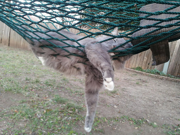 cats-speeping-69