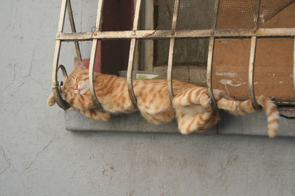 cats-speeping-8